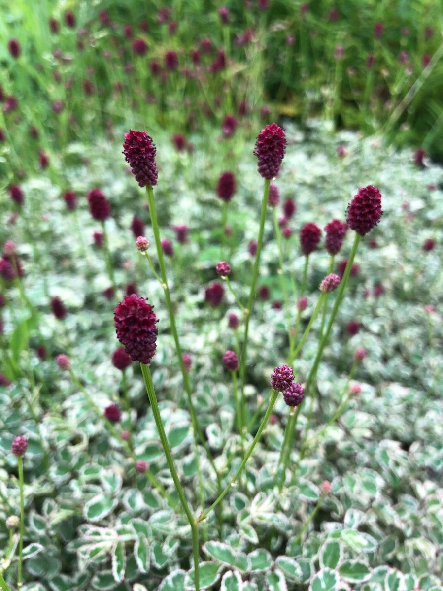 6 x Sanguisorba 'Little Angel' - Pimpernel - P9 Pot (9 x 9cm) - Dima Vaste Planten