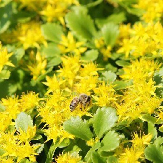 Een bij op een tros gele bloemen met groene bladeren.