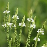 6x Verbena hastata ‘White Spires’ - IJzerhard - Pot 9x9 cm