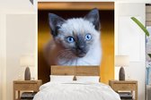 Behang - Fotobehang Blauwe ogen van een Siamese kat - Breedte 195 cm x hoogte 260 cm