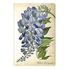 Paperblanks Painted Botanica Blooming Wisteria Mini - Gelinieerd