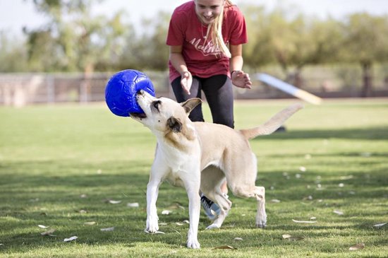 Meisje met rood shirt kijkt hoe hond met blauwe bal speelt.