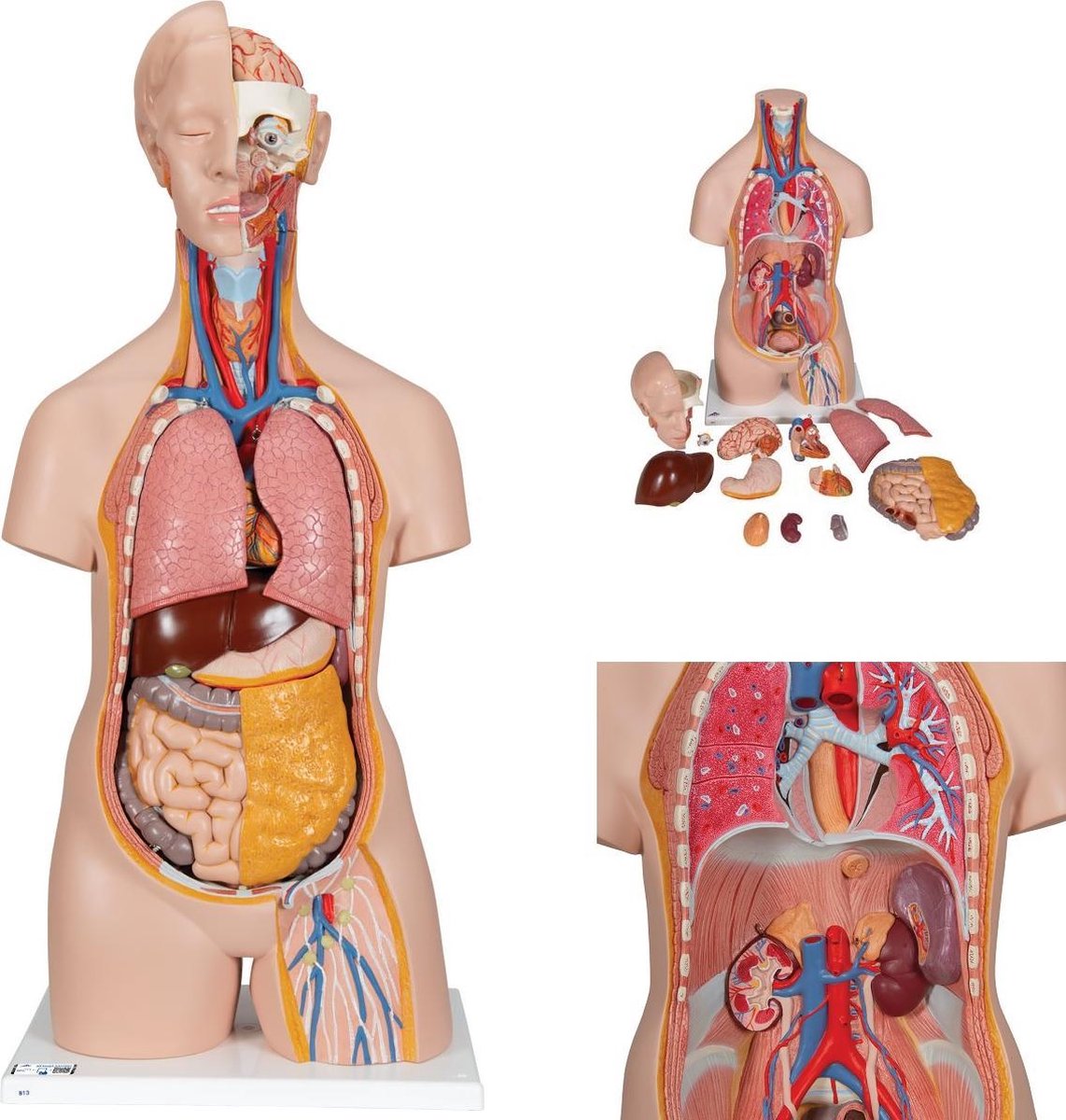 Human Anatomy Torso - Torse Modèle Anatomique du Corps Humain