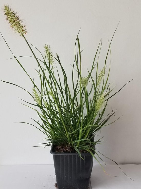 3-x-pennisetum-little-bunny-dwerg-lampenpoetsersgras-in-9x9cm-pot-bol