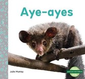 Aye-Ayes (Aye-Ayes)