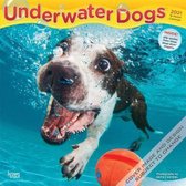 Underwater Dogs - Hunde unter Wasser 2021 - 18-Monatskalende