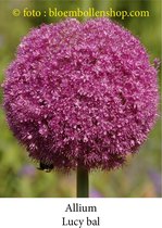 allium Lucy Bal 3 bollen maat 18/+ sierui