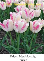 tulp Toucan 25 bollen maat 12/+ tulpen bloembollen