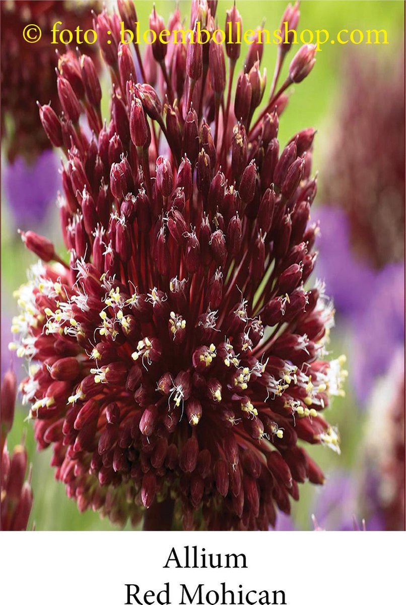 allium Red Mohican 5 bollen maat 10/+