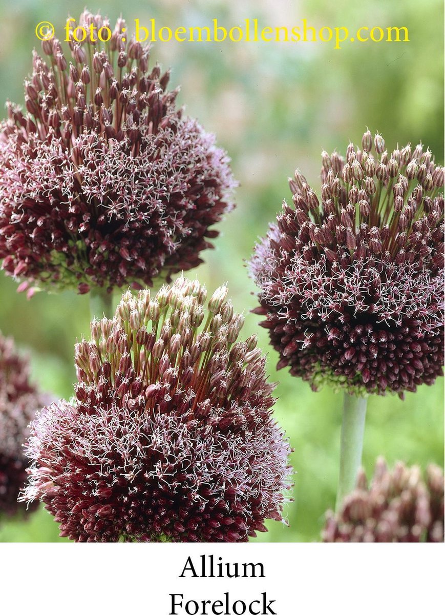 allium Forelock 3 bollen maat 14/+ sierui