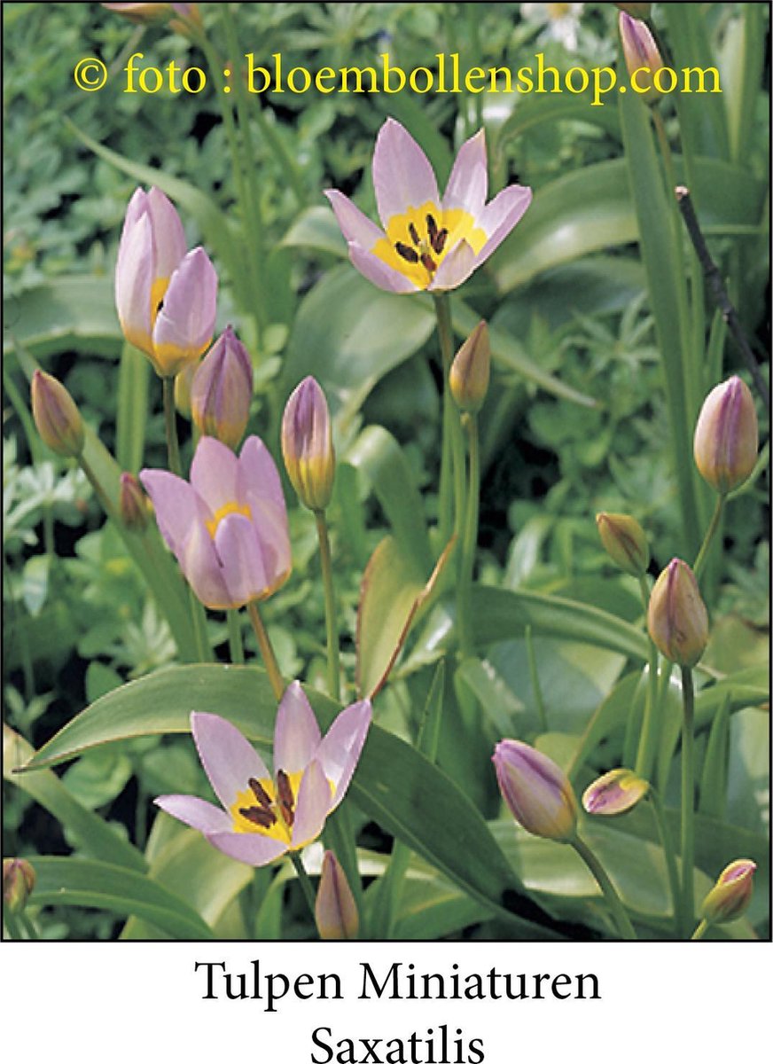tulp Saxatilis 25 bollen maat 6/+ tulpen bloembollen