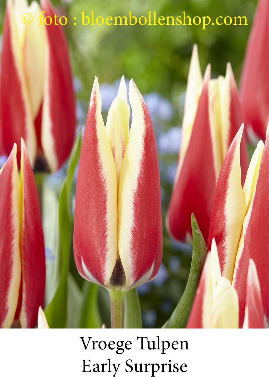 tulp Early Surprise 25 bollen maat 12/+ tulpen bloembollen