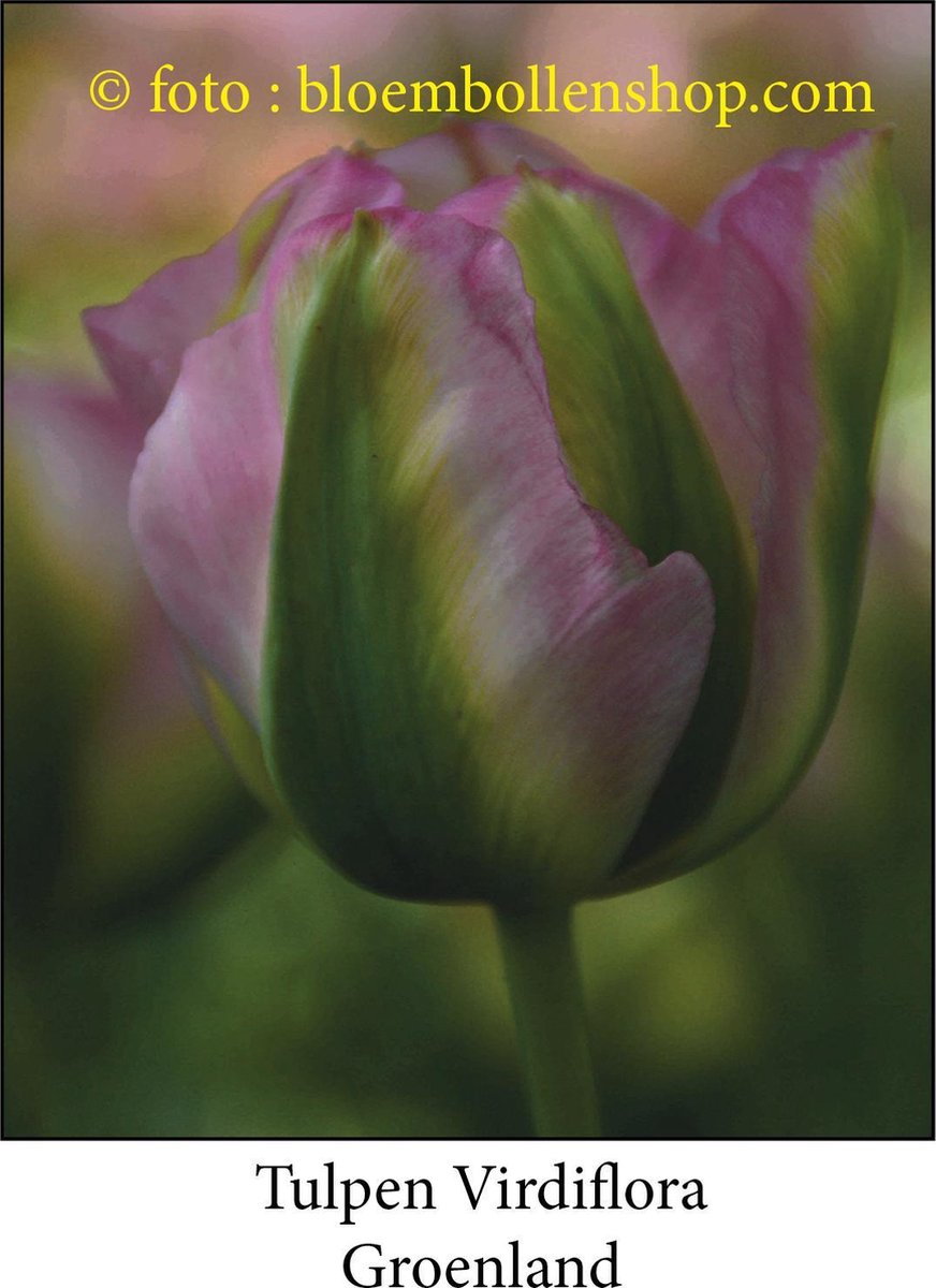 tulp Groenland 25 bollen maat 12/+ tulpen bloembollen