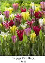 tulp Viridiflora Mix 25 bollen maat 12/+ tulpen bloembollen