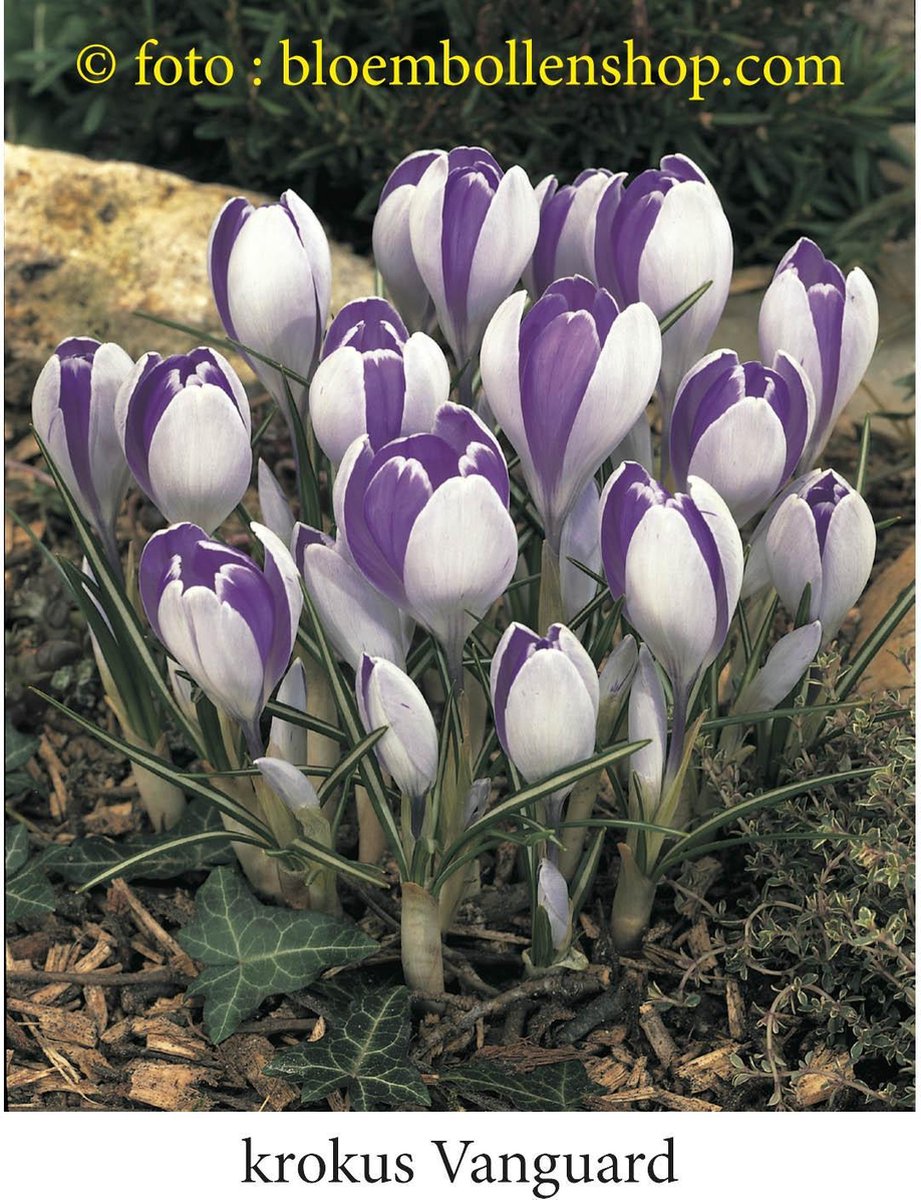 krokus - crocus Vanguard 50 bollen maat 8/+