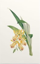 Orchidee Aquarel 2 (Orchid) - Foto op Forex - 80 x 120 cm