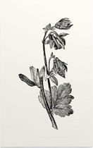 Akelei zwart-wit (Columbine) - Foto op Forex - 40 x 60 cm