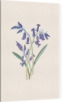 Hyacinthus (Hyacinth) - Foto op Canvas - 30 x 45 cm