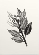 Ilex Hulst zwart-wit 2 (Holly Bud) - Foto op Posterpapier - 50 x 70 cm (B2)