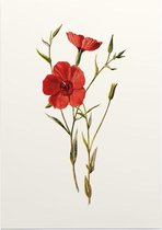 Linum Grandiflorum (Crimson Flax White) - Foto op Posterpapier - 42 x 59.4 cm (A2)