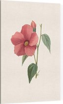 Hibiscus Aquarel (Hibiscus) - Foto op Canvas - 100 x 150 cm