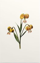 Turkse Lelie (Martagon Lily White) - Foto op Forex - 40 x 60 cm