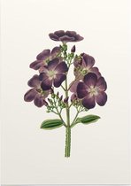 Spinnenbloem Aquarel (Tibouchina) - Foto op Posterpapier - 42 x 59.4 cm (A2)