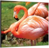 Dibond –Roze Flamingo– 80x80 Foto op Aluminium (Met ophangl)