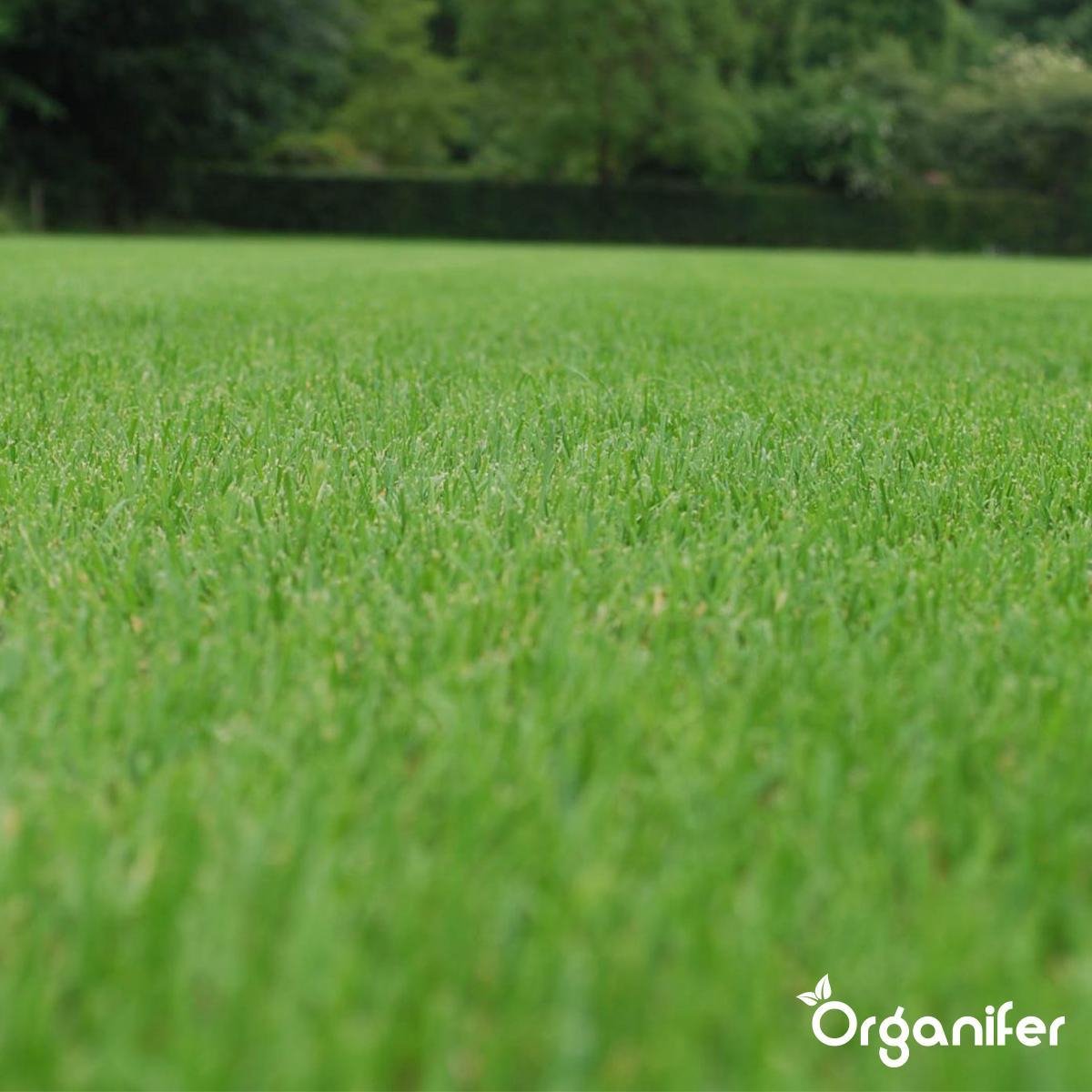 Organifer Herstelgazon Resilient epv-b02