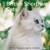 British Shorthair Cats Kalender 2021