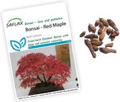 Acer rubrum zaden | Rode esdoorn | Bonsai