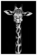 Giraffe op zwarte achtergrond - Foto op Akoestisch paneel - 100 x 150 cm