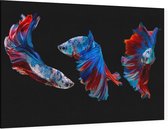 Blauwe siamese kempvissen op zwarte achtergrond - Foto op Canvas - 90 x 60 cm