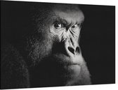 Silverback gorilla op zwarte achtergrond - Foto op Canvas - 90 x 60 cm