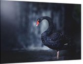 Zwarte zwaan op zwarte achtergrond - Foto op Canvas - 90 x 60 cm