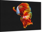 Oranje siamese kempvis op zwarte achtergrond - Foto op Canvas - 90 x 60 cm