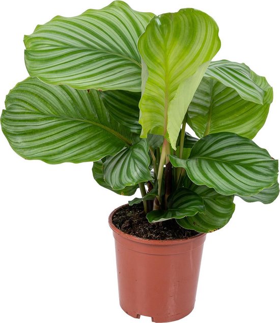 Calathea 'Orbifolia' per stuk | Luchtzuiverende kamerplant in kwekerspot ⌀14 cm - ↕50 cm
