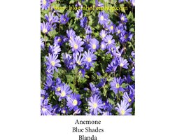 anemone Blue Shades 50 bollen maat 6/+