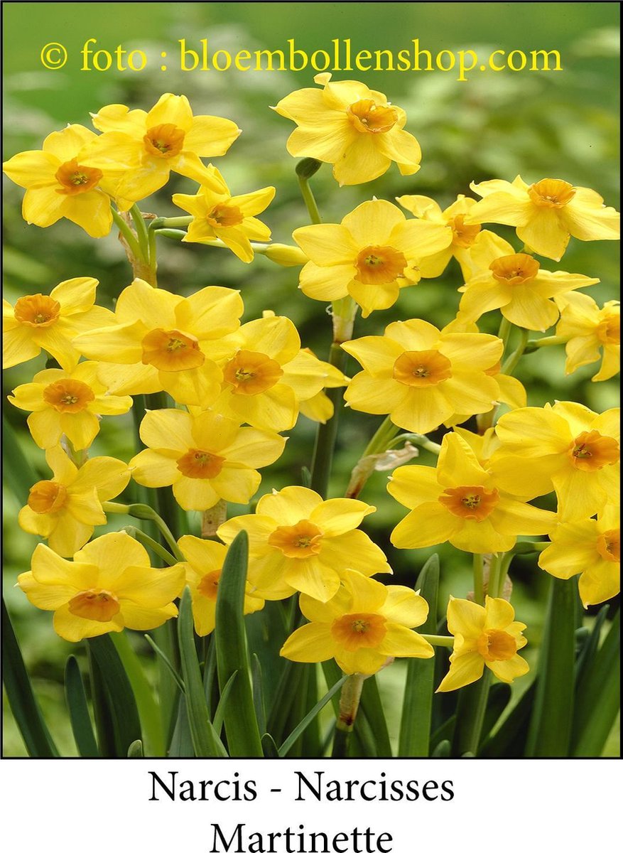 narcis Martinette 25 stuks maat 12/14 botanische narcis- paasbloem