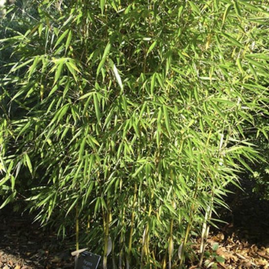 1x Fargesia robusta 60 -80 cm bamboe