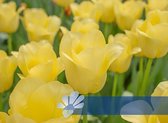 25 Honeymoon tulpenbollen - bloembollen wit - tuin - tuindecoratie - bloemen - balkon