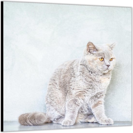 Dibond –Witte Kat voor Witte Muur-50x50 Foto op Aluminium (met ophang)