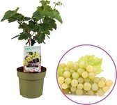 Druivenplant (wit), Vitis vinifera 'Solaris' op stam,  hoogte 40-60 cm, zelfbestuivend, winterhard