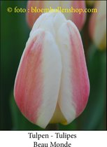 tulp Beau Monde 25 bollen maat 12/+ tulpen - bloembollen- tulpenbollen