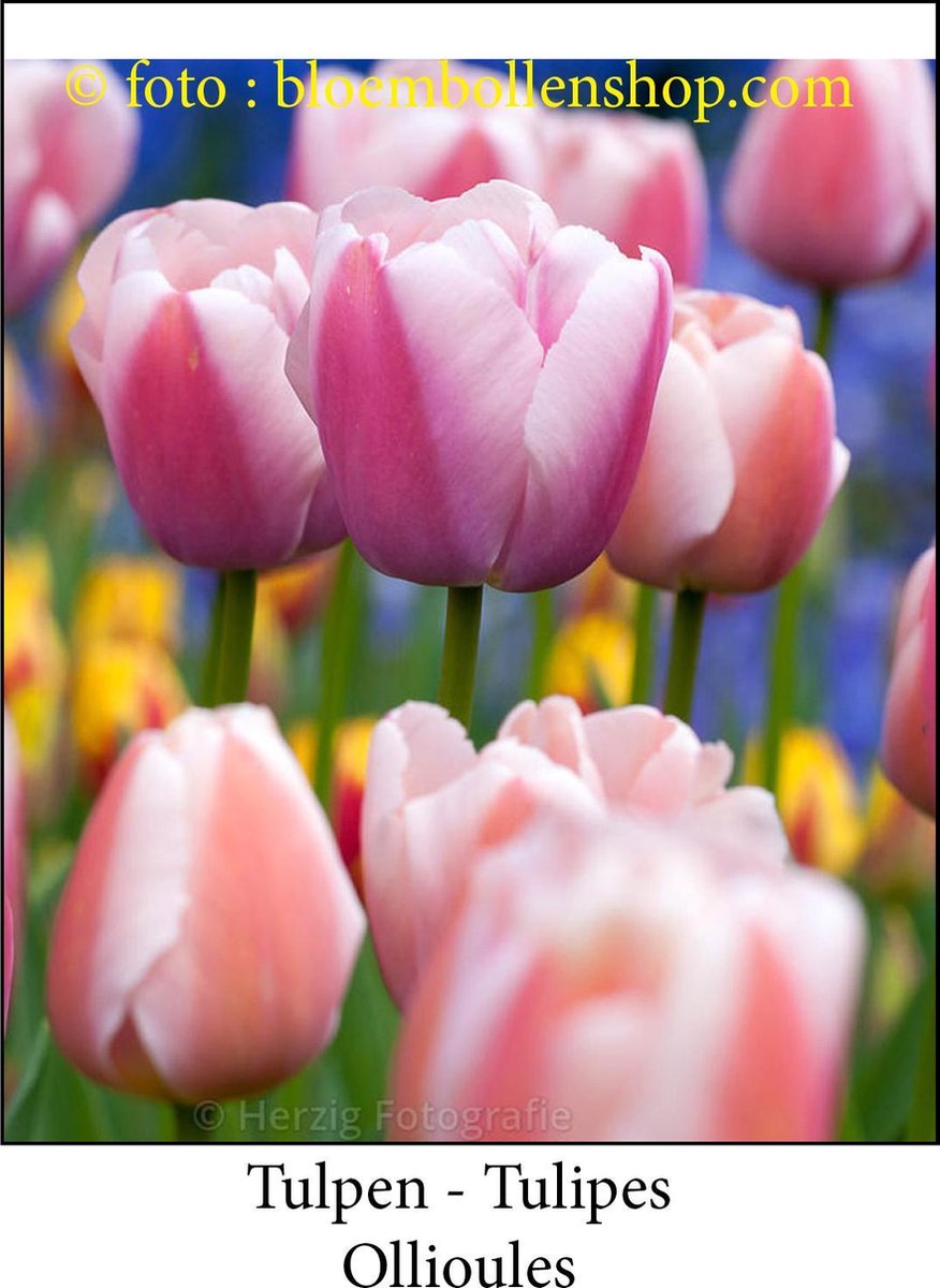 tulp Ollioules 25 bollen maat 11/+ tulpen bloembollen