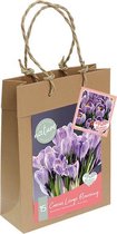 Selected from the flower fields | Crocus per 15| Bloembollen | Flower bulbs | Najaarsbloeier |Bulb les fleurs | Cadeau