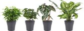 Kamerplanten van Botanicly – 4 × Ficus, Koffieplant, Olifantsoor of Skeletplant, Dieffenbachia met grijze sierpot als set – Hoogte: 25 cm – Ficus Green Kinky, Coffee plant, Alocasi