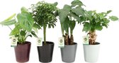 Hellogreen Luchtzuiverende Kamerplanten - Set van 4 - Taydo Keramiek - ↕ 30-35 cm