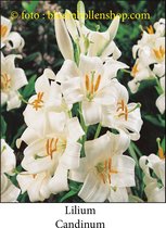 lilium - lelie Candinum 2 bollen maat 20/+ St-Jozeflelie - madonna lelie