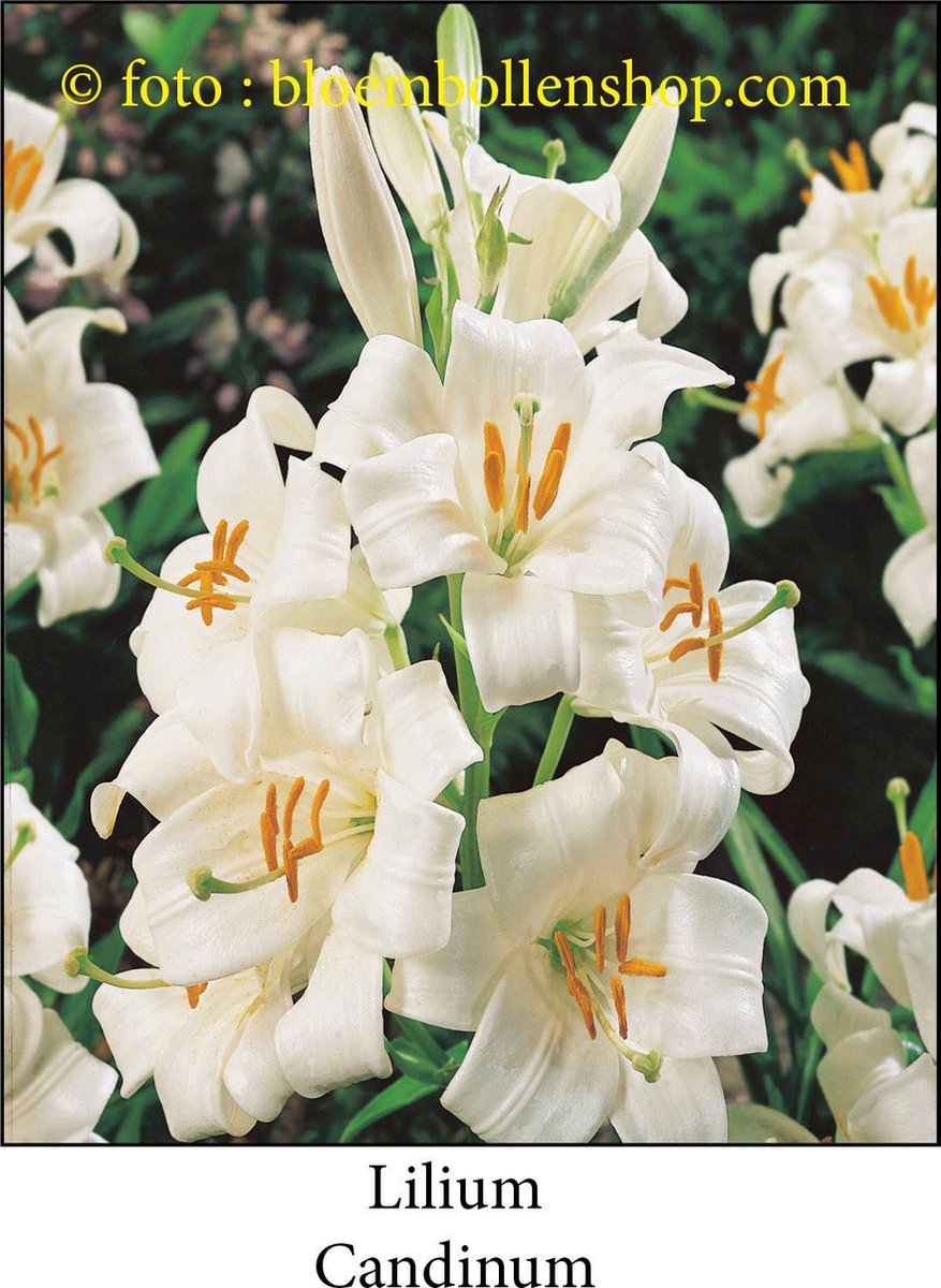lilium - lelie Candinum 2 bollen maat 20/+ St-Jozeflelie - madonna lelie